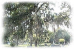 evergreentrees.jpg (13812 bytes)